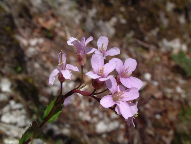 fiore primaverile 2 - Arabis rosea